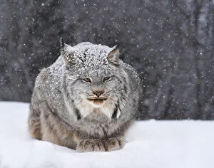 Images Dated 8th February 2015: Canadian Lynx