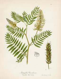 Legume Family Gallery: Canadian milk vetch botanical engraving 1843