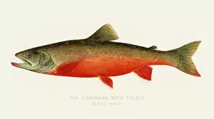 Images Dated 16th July 2016: Canadian red trout illustration 1899
