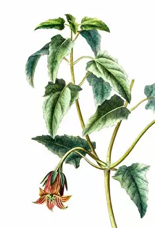 Images Dated 24th August 2015: Canarina campanula, Antique Botanical Engraving