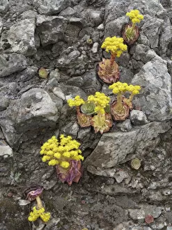 Canary Golden Mountain Rose -Greenovia aurea-, La Gomera, Canary Islands, Spain, Europe, La Gomera, Valle Gran Rey