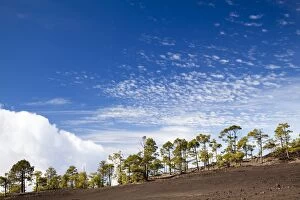 Images Dated 28th December 2013: Canary Island pines in volcanic terrain in Teide Volcano