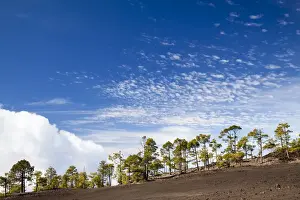 Canary Island pines in volcanic terrain in Teide Volcano