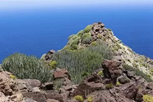 Images Dated 19th May 2011: Canary Island Spurge -Euphorbia canariensis-, cliffs near Casas de Tirma de San Nicolas