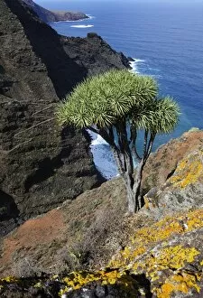 Canary Islands Dragon Tree -Dracaena draco-, coast near El Tablado, La Palma, Canary Islands, Spain, Europe