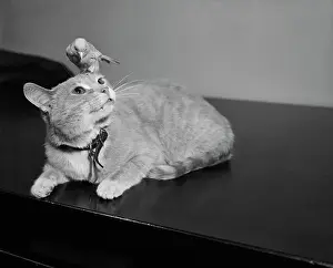 Canary Sitting on House Cat's Head