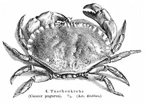Images Dated 19th July 2016: Cancer pagurus crab engraving 1895