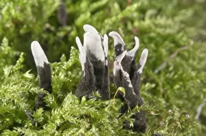 Images Dated 1st October 2014: Candlestick fungus -Xylaria hypoxylon-, Baden-Wurttemberg, Germany
