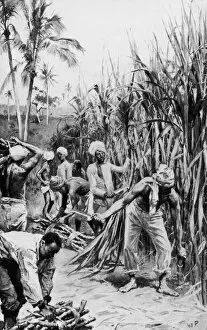 Images Dated 21st September 2005: Cane Cutters