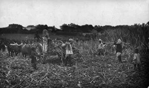 Images Dated 4th July 2018: Cane Cutting