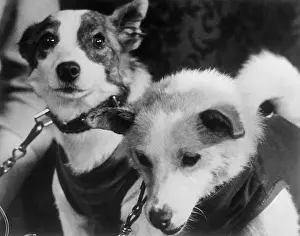 Laboratory Animal Prints: Canine Astronauts Strelka and Belka