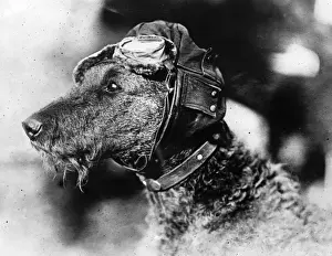 Sole Prints: Canine Aviator
