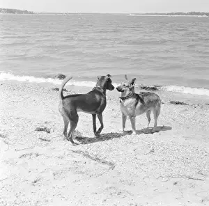Canine Confrontation