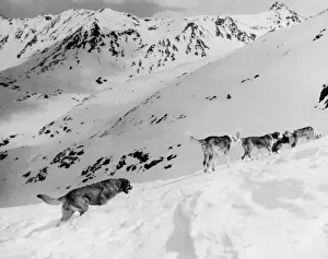 Feats Prints: Canine Patrol