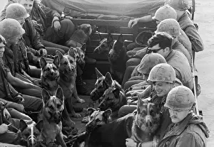 Prints of 1969: Muzzled sentry dogs and their handlers ride on the back of a truck as they return to their kennels and barracks after patrolling the perimeter of the Marble Mountain supply Vietnam War Prints: Canine Patrol