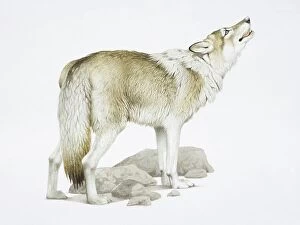Images Dated 11th July 2006: Canis Lupus, Grey Wolf raising its head while howling