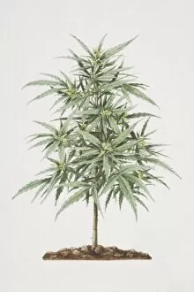 Images Dated 29th June 2006: Cannabis sativa, Cannabis plant growing in soil