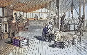 Canning factory of Thurber & Co in Moorestown, around 1880, New Jersey, USA, here the loading of crates with tins, Historic, digitally restored reproduction of a 19th century original