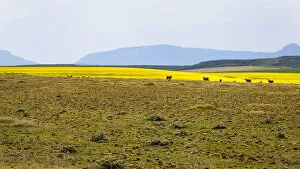 A canola farm with some sheep grazing in the field with distant mountains, Swellendam area, Western Cape Province