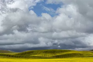 Images Dated 12th June 2014: Canola field on cloudy day, Palouse, Washington State, USA