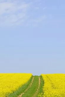 Images Dated 21st April 2011: Canola field with dirt track in Bad Wimpfen, Baden-Wuerttemberg, Germany, Europe