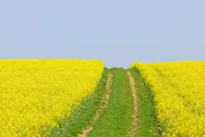 Canola field with dirt track in Bad Wimpfen, Baden-Wuerttemberg, Germany, Europe