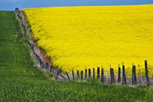 Images Dated 30th May 2012: Canola Field in Full Fresh Bloom Along Fence, Grangeville, Idaho, USA