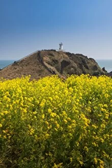 Images Dated 19th March 2016: Canola field at Seopjikoji coast