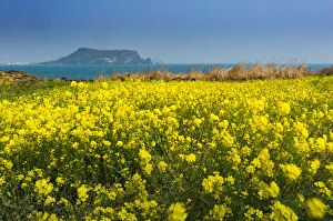 Images Dated 19th March 2016: Canola field at Seopjikoji coast with Seongsan Ilchulbong background