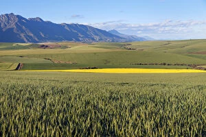 A canola and wheat farm with fields of both fields against the backdrop of the Langeberg mountains, Swellendam
