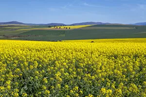 Images Dated 18th August 2017: Canola and Wheat fields in the early Spring with the bold yellow colors of canola offset by
