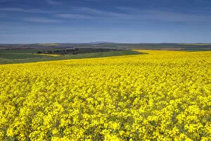 Images Dated 19th August 2017: Canola and Wheat fields in the early Spring with the bold yellow colors of canola offset by the emerald green of the wheat