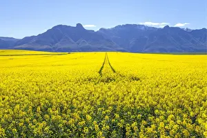 Early Morning Prints: Canola and Wheat fields in the early Spring with the bold yellow colors of canola offset by the emerald green of