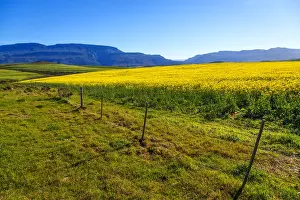 Early Morning Prints: Canola and Wheat fields in the early Spring with the bold yellow colors of canola offset by the emerald green of