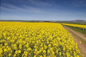 Early Morning Prints: Canola and Wheat fields in the early Spring with the bold yellow colors of canola offset by the emerald green of