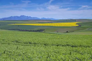 Early Morning Prints: Canola and Wheat fields in the early Spring with the bold yellow colors of canola offset by the emerald green of