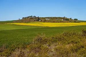 Early Morning Prints: Canola and Wheat fields in the early Spring with the bold yellow colors of canola offset by the emerald green of