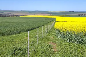 Early Morning Prints: Canola and Wheat fields in the early Spring with the bold yellow colors of canola offset by the emerald green of