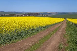 Canola and Wheat fields in the early Spring with the bold yellow colors of canola offset by the emerald green of the wheat, Swellendam, Western Cape Province, South Africa