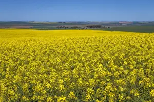 Early Morning Prints: Canola and Wheat fields in the early Spring with the bold yellow colors of canola offset by the emerald green of