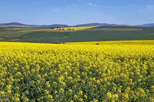 Canola and Wheat fields in the early Spring with the bold yellow colors of canola offset by the emerald green of the wheat, Swellendam, Western Cape Province, South Africa