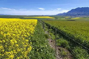 Canola and Wheat fields in the early Spring with the bold yellow colors of canola offset by the emerald green of the wheat, Swellendam, Western Cape Province, South Africa