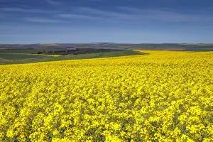 Early Morning Prints: Canola and Wheat fields in the early Spring with the bold yellow colors of canola offset by the emerald green of