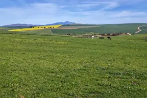 Early Morning Prints: Canola and Wheat fields in the early Spring with the bold yellow colors of canola offset by the emerald green of