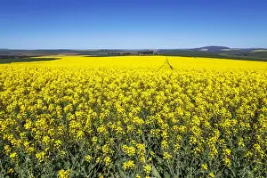 Early Morning Prints: Canola and Wheat fields in the early Spring with the bold yellow colors of canola offset by the emerald green of
