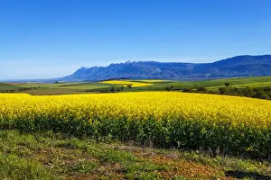 Canola and Wheat fields in the early Spring with the bold yellow colors of canola offset by the emerald green of the wheat against the backdrop of the snow capped Langeberg mountains, Swellendam, Western Cape Province, South Africa