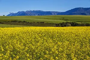 Early Morning Prints: Canola and Wheat fields in the early Spring with the bold yellow colors of canola offset by the emerald green of