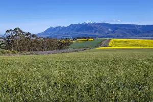 Canola and Wheat fields in the early Spring with the bold yellow colors of canola offset by the emerald green of the wheat against the backdrop of the snow capped Langeberg mountains, Swellendam, Western Cape Province, South Africa