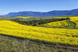 Early Morning Prints: Canola and Wheat fields in the early Spring with the bold yellow colors of canola offset by the emerald green of