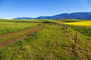 Early Morning Prints: Canola and Wheat fields in the early Spring with the bold yellow colors of canola offset by the emerald green of